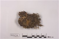 藏品(平叉蘚日本亞種)的圖片